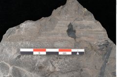 Foto (Detailansicht) von Thaumatopteris muensteri Goeppert (NHMW-GEO-2024-0188-10517)